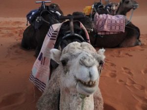 Magnifique Maroc