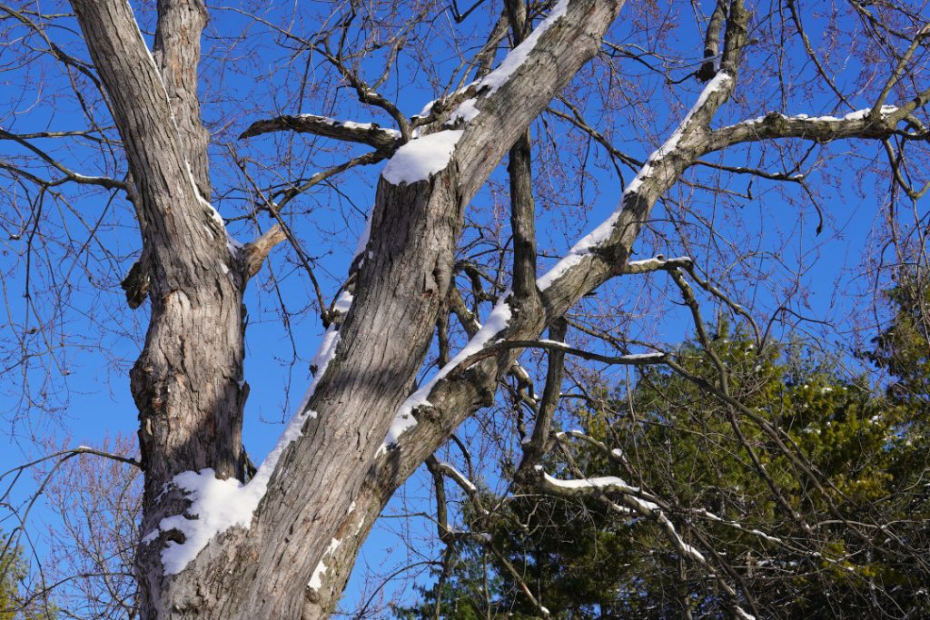 Tirage photo décoration - branches enneigées ciel bleu - Azur Et Froid Montréal