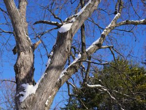 Tirage photo décoration - branches enneigées ciel bleu - Azur Et Froid Montréal