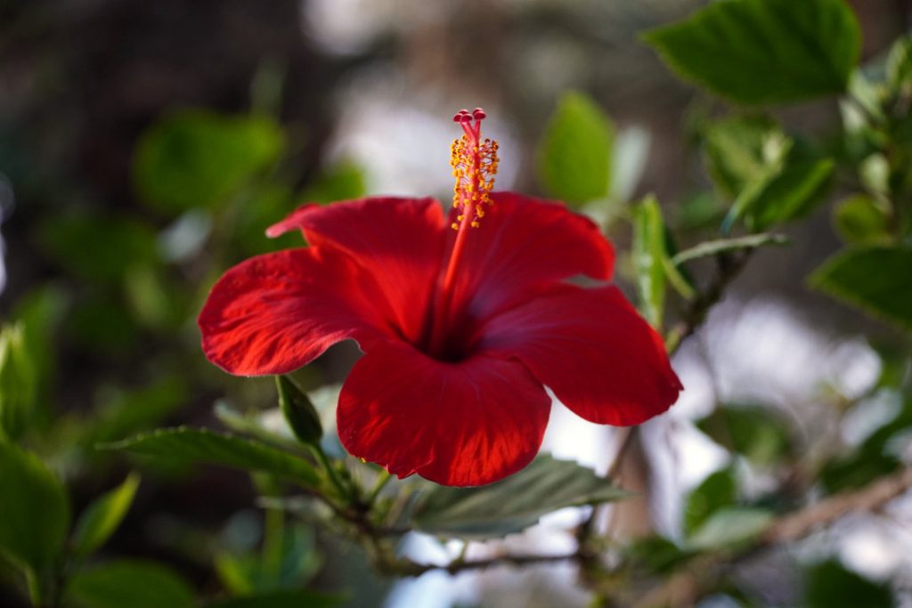 Tirage photo décoration - hibiscus rouge en fleur - Hibiscus Ardent