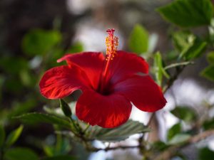 Fleurs et jardins